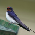 Barn Swallow (Hirundo rustica), Melikhovo, Moscow Oblast, Russia